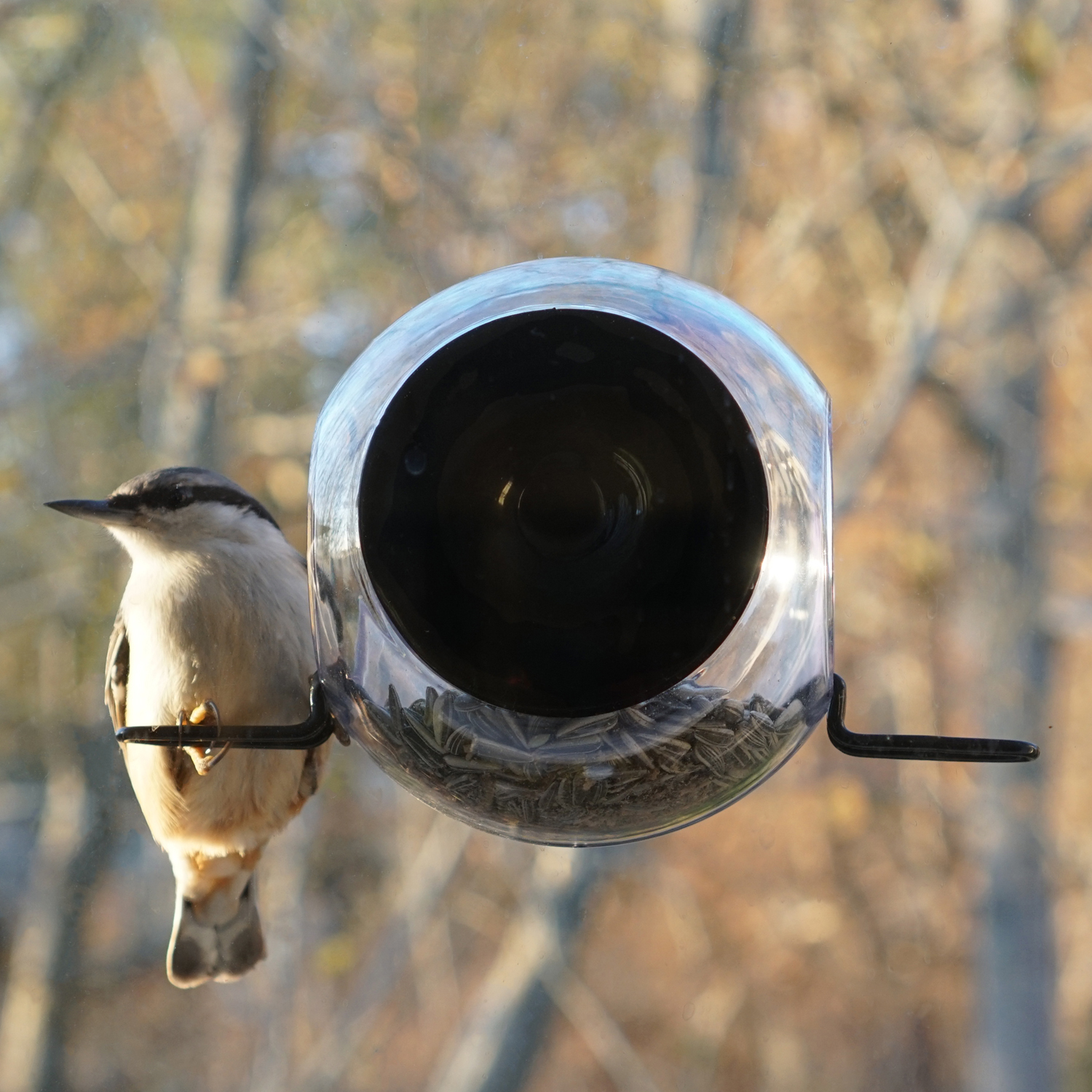 Born in Sweden Vogelfutterhaus Birdfeeder mit Saugnapf am Fenster zu befestigen