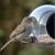 Born in Sweden Vogelfutterhaus Birdfeeder #3