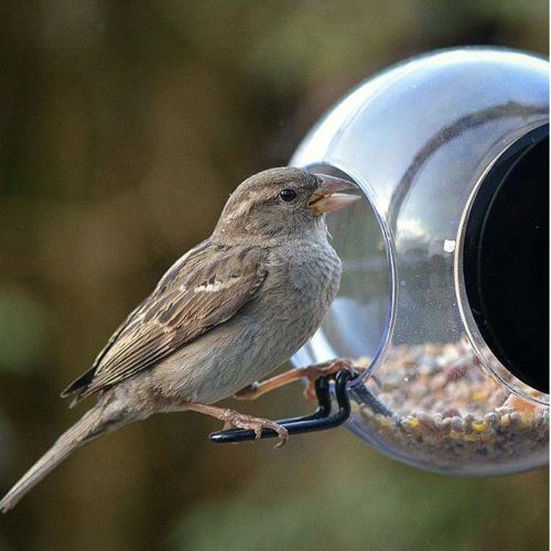 Born in Sweden Vogelfutterhaus Birdfeeder mit Saugnapf am Fenster zu befestigen