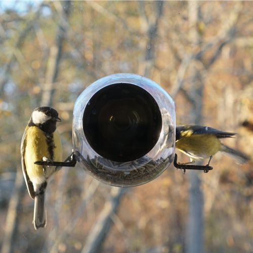 Born in Sweden Vogelfutterhaus Birdfeeder mit Saugnapf am Fenster zu befestigen